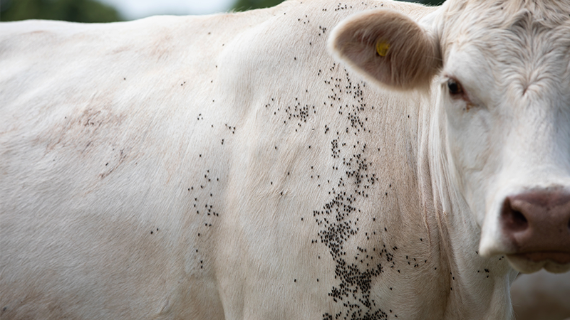 horn flies on cattle